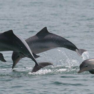 Estudo detecta bactéria da leptospirose em golfinhos e lobos-marinhos