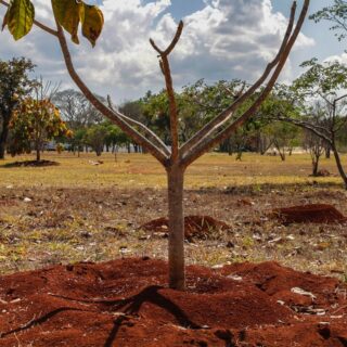 Brasil perdeu 16% de vegetação herbácea e arbustiva em 38 anos