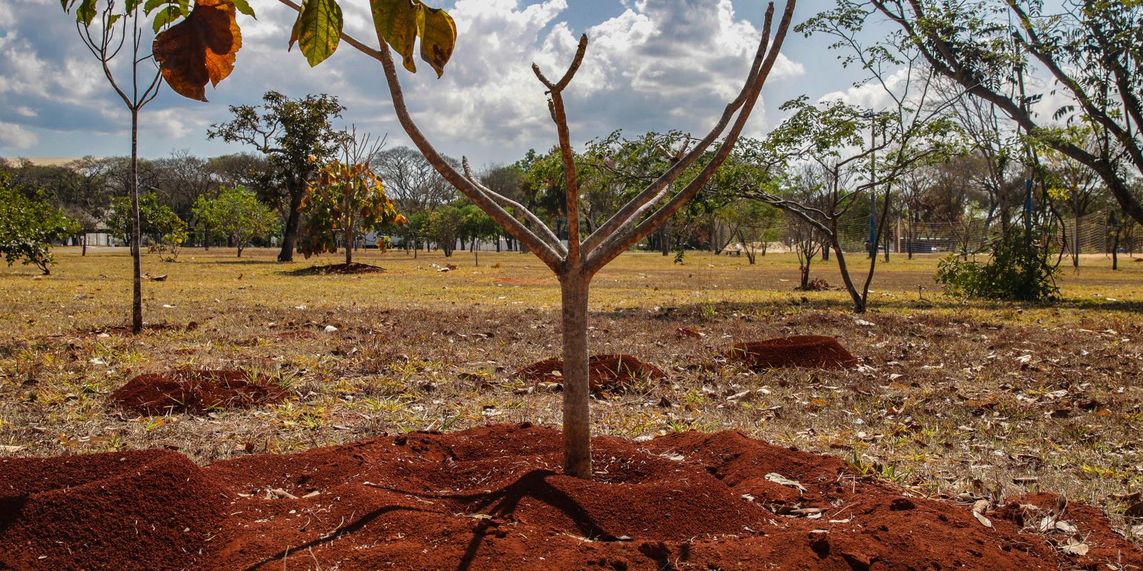 Brasil perdeu 16% de vegetação herbácea e arbustiva em 38 anos