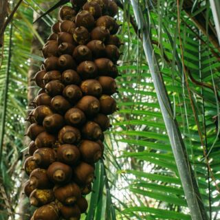 Quebradeiras de babaçu melhoram produção, mas convivem com ameaças