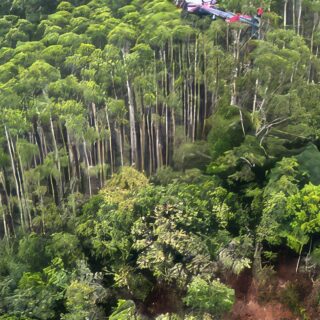 Helicóptero que caiu em Paraibuna bateu em vegetação antes da queda