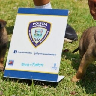 Polícia Municipal de São Sebastião recebe filhotes de Pastor-belga Malinois e faz enquete para nomes