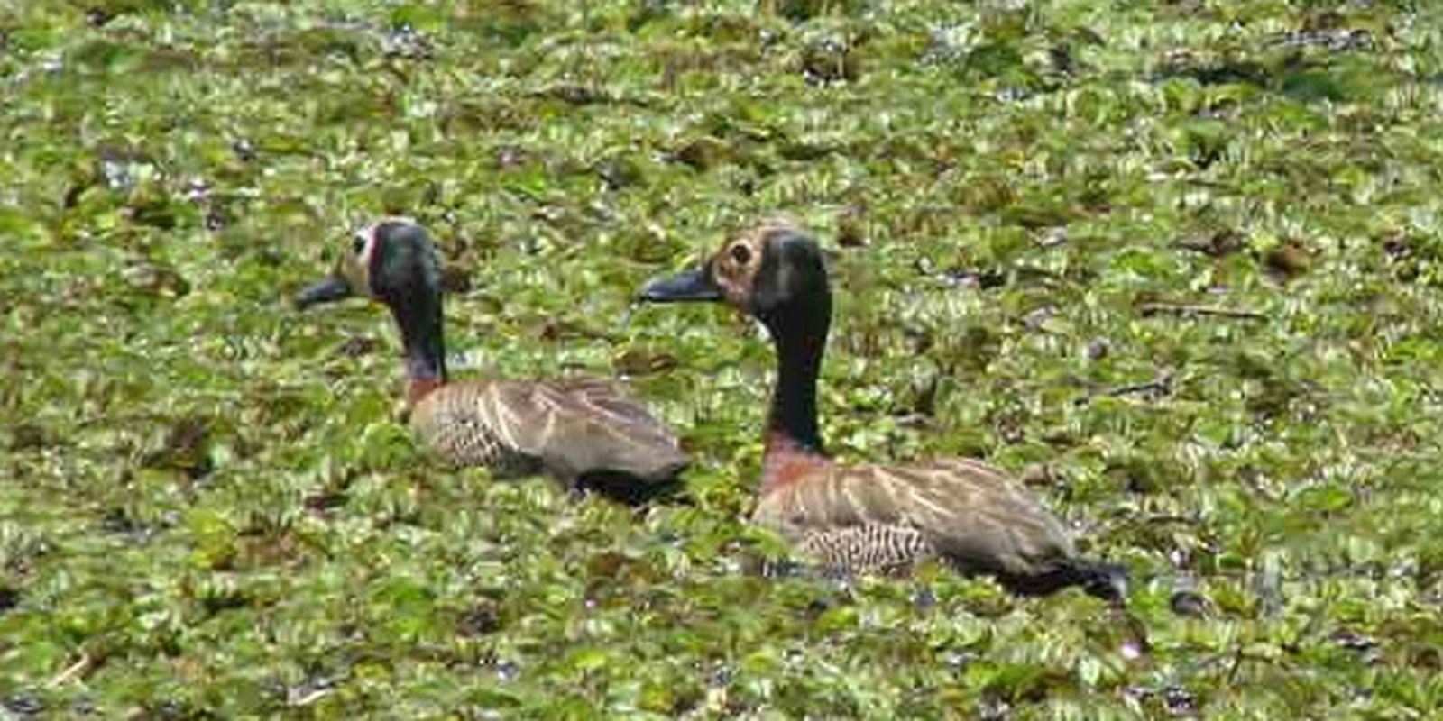 Estudo lista aves em parque de Guarapiranga e pede mais