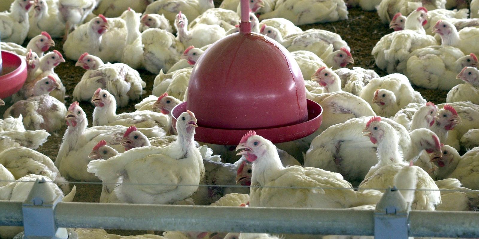 China, UE e Argentina suspendem compras de carne de frango